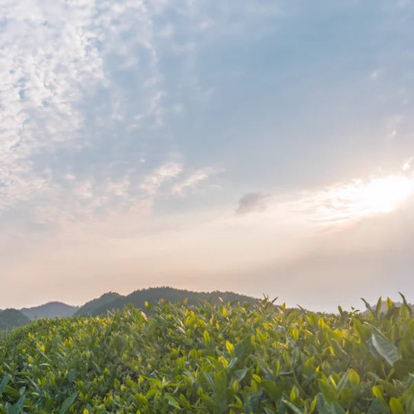 Eco-friendly tea garden in protected mountain region