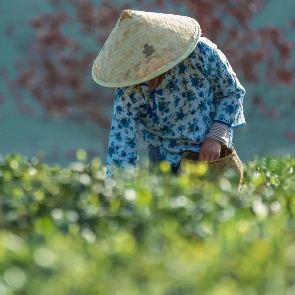 tea-picking-woman